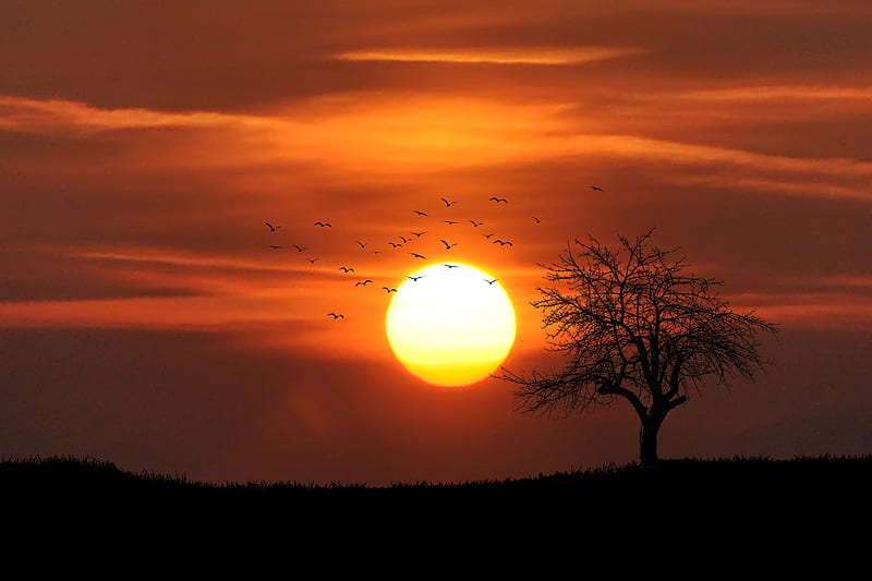 Flock of Birds Flying over Bare Tree Overlooking Sunset, HD wallpaper