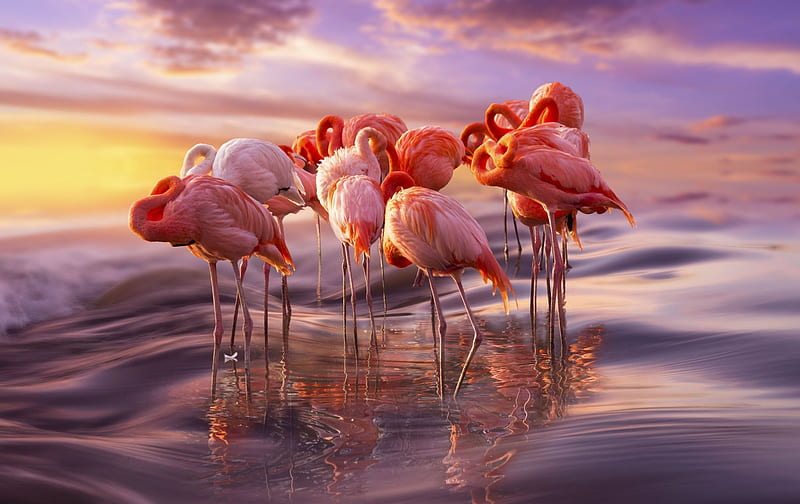 Flamingo siesta, sleep, water, bird, flamingo, pasari, sunset, pink, adrian borda, HD wallpaper