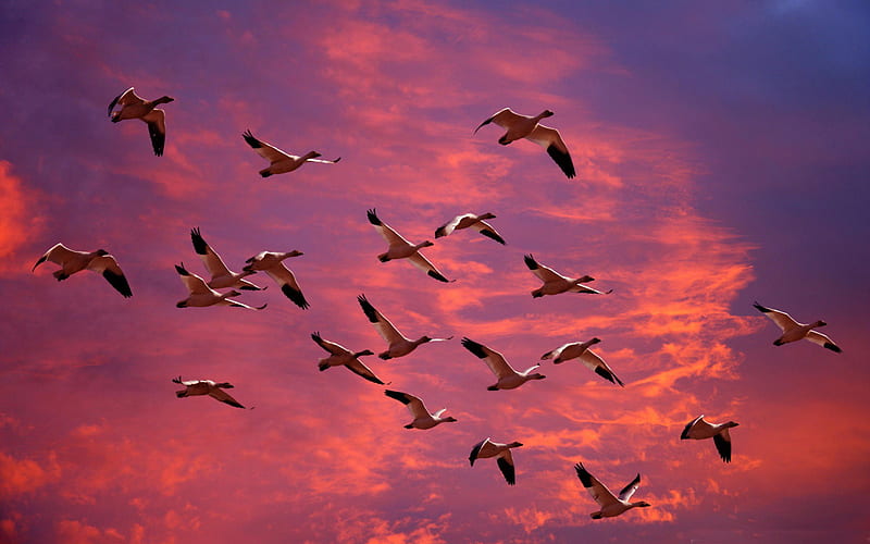 migrating snow geese-Birds high-definition, HD wallpaper
