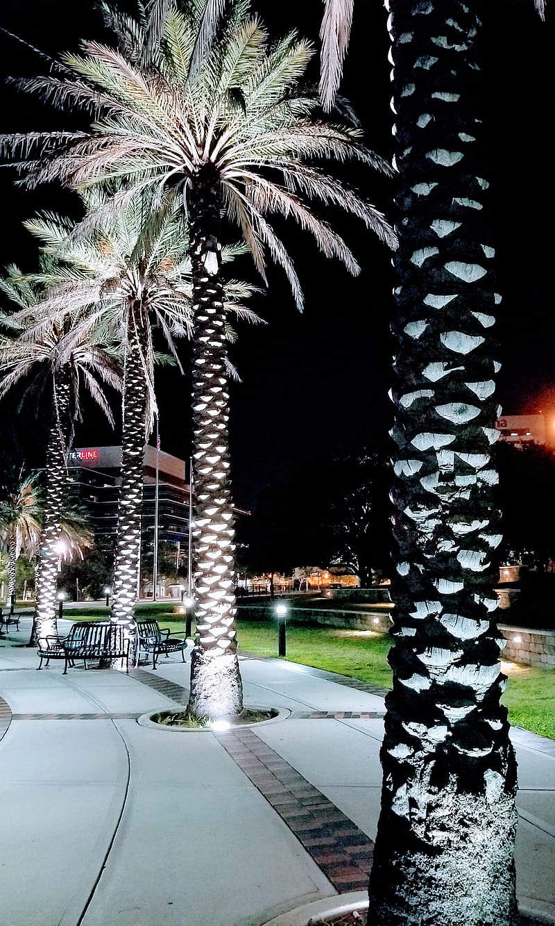Fla Palm trees, family, friends, love, park, HD phone wallpaper