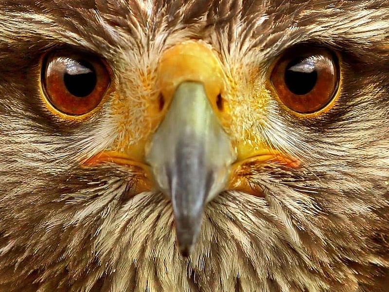 I'm Watching You, beak, raptor, eyes, bird, HD wallpaper