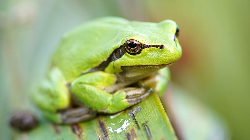Frogs, Frog, Amphibian, Macro, Wildlife, HD wallpaper