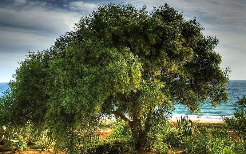 A Lush Tree on Seaside, HD wallpaper