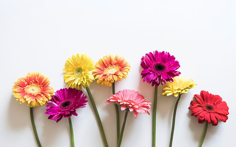 gerbera, colorful spring flowers, floral background, orange gerbera, spring, HD wallpaper