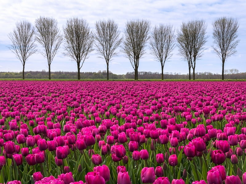 Tulips Field, purple, flowers, nature, tulips, trees, field, HD