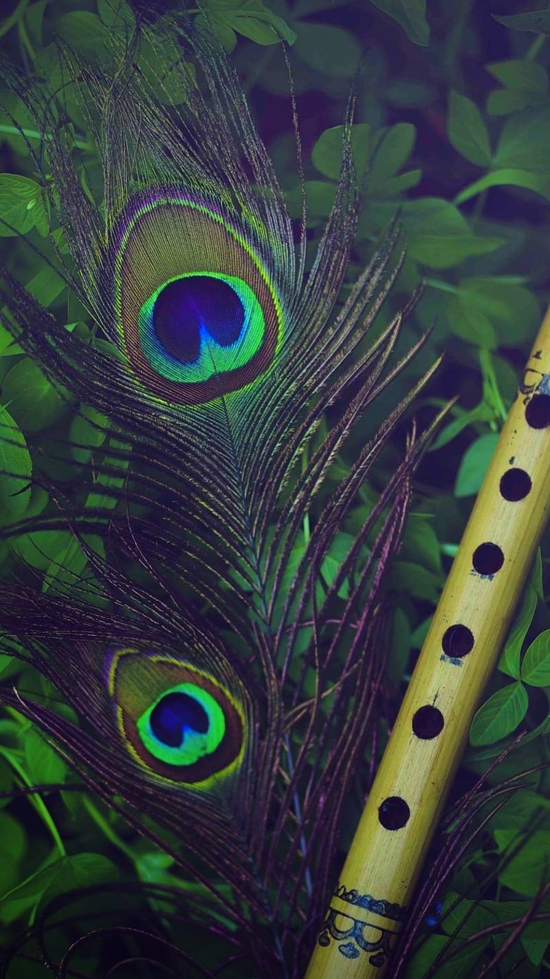 “Stunning Collection of Krishna Flute and Peacock Feather Images in Full 4K – Over 999+”