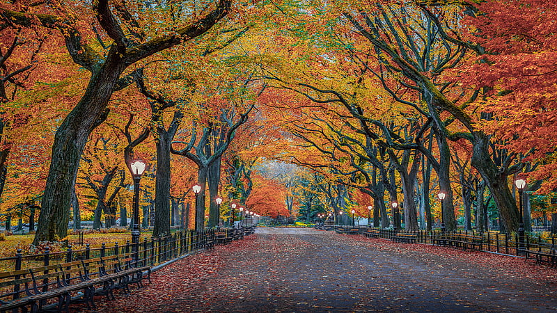 Road With Leaves Between Autumn Yellow Red Trees In Herbst Park New York City Nature, HD wallpaper