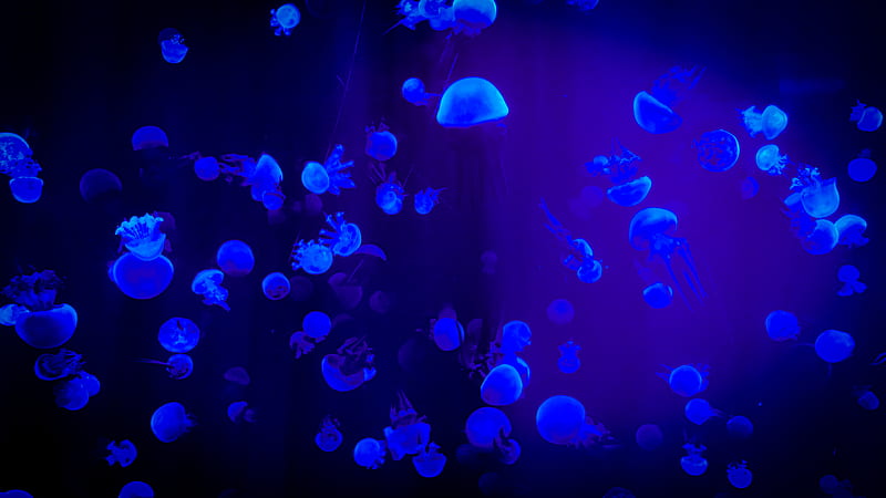Jelly Fish With Reflection Of Blue Light, HD wallpaper