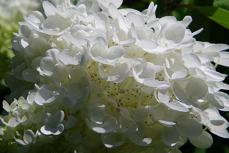 White Hydrangea, flower, hydrangea, white, HD wallpaper | Peakpx