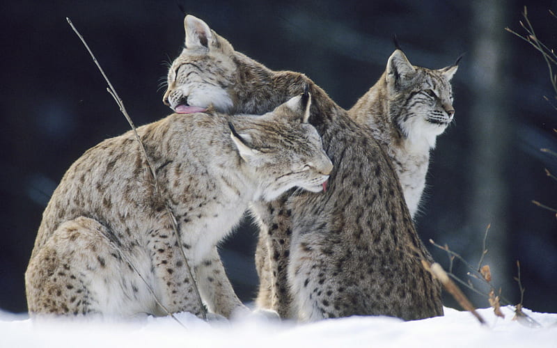 wild cats, forest, grey tiger, 3 big cat, snow, wild, licing, bonito, winter, HD wallpaper
