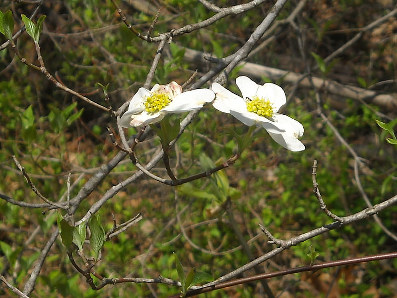 dogwood flowers, dogwood, tree, flower, nature, spring, white, HD wallpaper