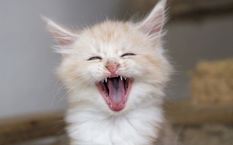 :D, kitten, laugh, smile, cute, face, adorable, cat, funny, happy, HD wallpaper