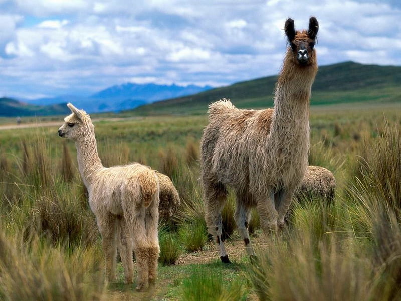 Llamas in the meadows, llamas, grassy meadows, field, mountains, HD wallpaper
