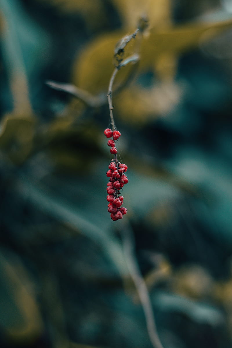 berry, branch, macro, blur, HD phone wallpaper