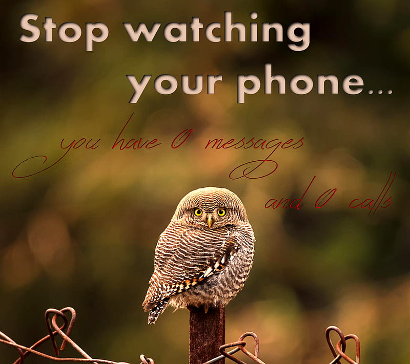 Stop Watching, funny, sayings, HD wallpaper