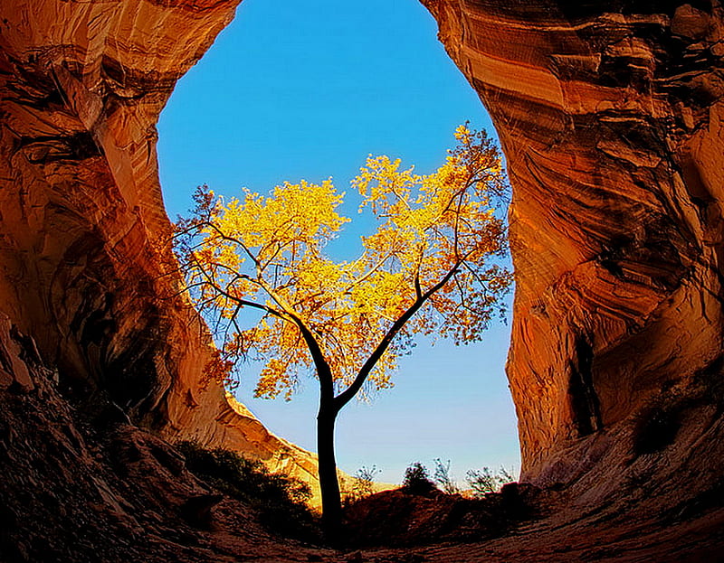 Landscape of Arizona, red, grow, little, arizona, between, sky, tree, mountains, landscape, HD wallpaper