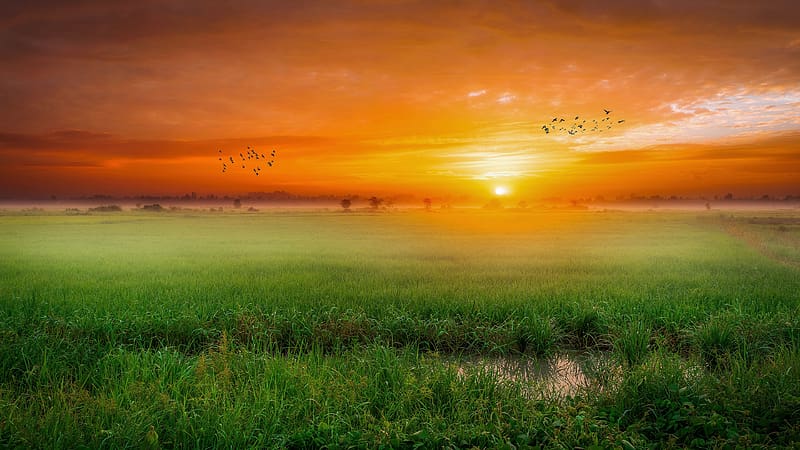 Landscape, Grass, Sun, Summer, Dawn, Swamp, Bird, , Field, Cloud, HD wallpaper