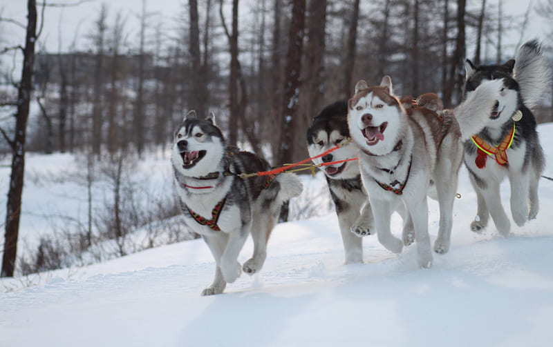 Husky ***, animals, dogs, animal, dog, HD wallpaper | Peakpx