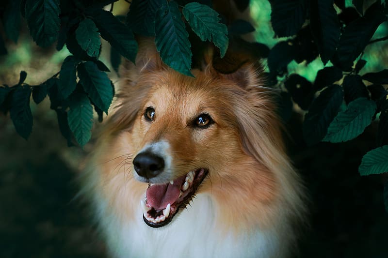 Dogs, Shetland Sheepdog, HD wallpaper