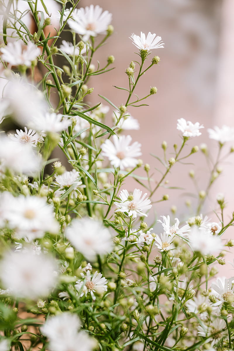 White Flowers in Tilt Shift Lens, HD phone wallpaper