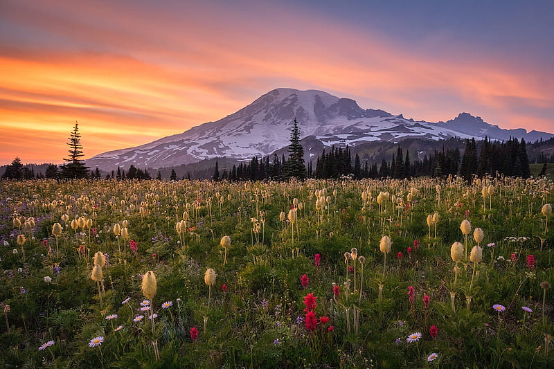 Mountains, Mount Rainier, Flower, Meadow, Mountain, Sunset, Washington (State), HD wallpaper