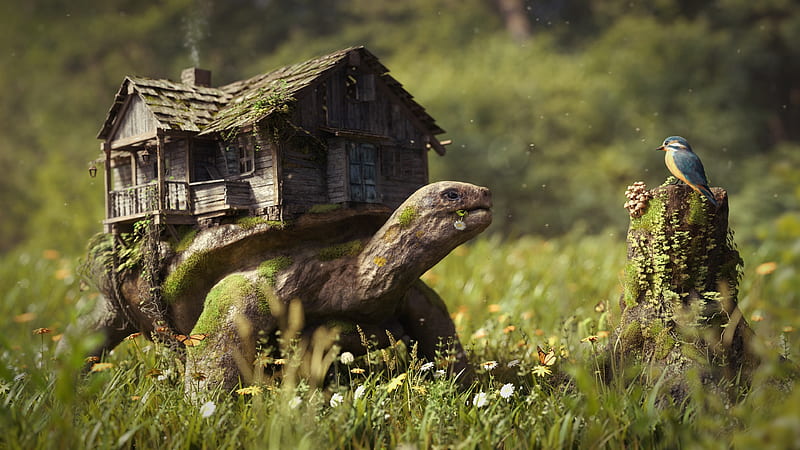turtle, house, grass, field, bird, moss, blurry, manipulation, hop, Fantasy, HD wallpaper