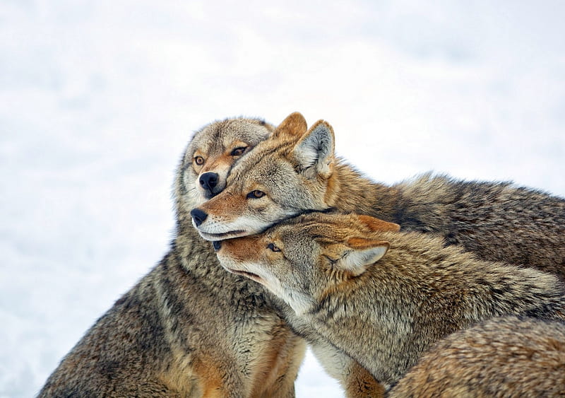 3 Wolves Hugging, fangs, wolf, fur, wild, HD wallpaper