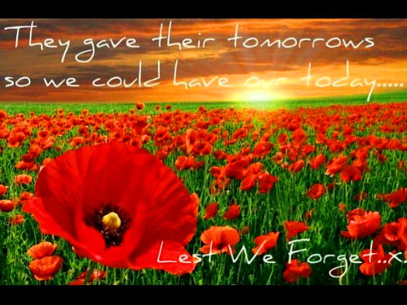 Lest we forget, sunset, poppies, field, Remembrance day, HD wallpaper