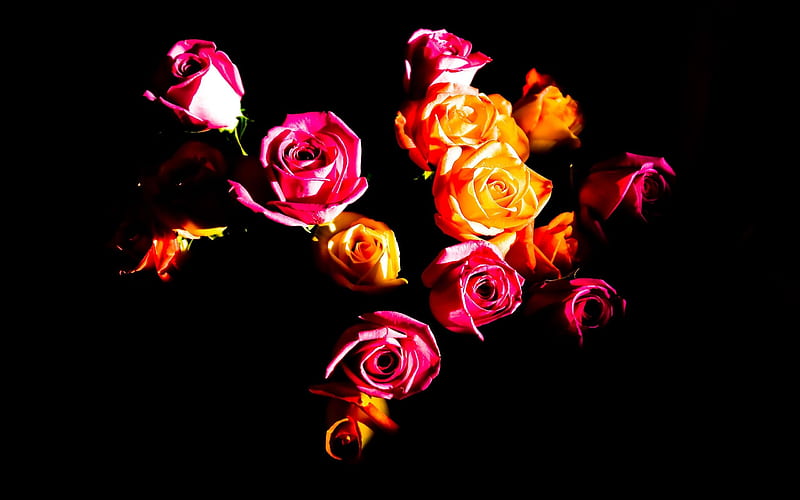 Red and yellow roses-Seasonal flowers, HD wallpaper