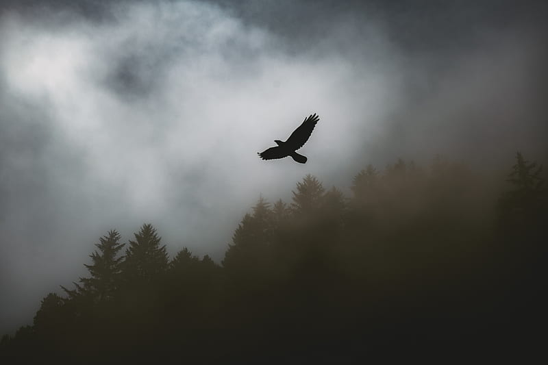bird, raven, fog, trees, dark, HD wallpaper