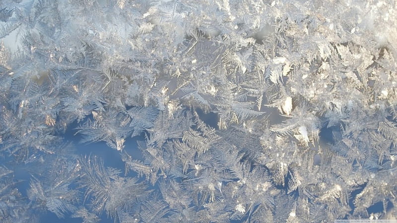 Iceflowers on a window, frosted, abstract, winter, frosty, graphy, ice flowers, macro, close-up, ice, nature, frozen, frost, HD wallpaper