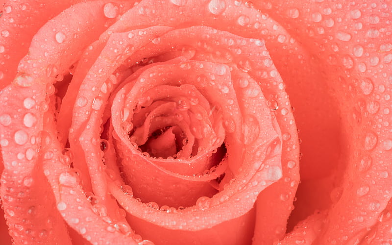 pink rose, rose bud, drops of water on a rose, rose petals, beautiful pink flower, roses, HD wallpaper