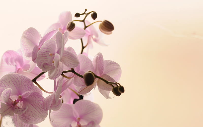 pink orchids, houseplants, pink tropical flowers, orchids, HD wallpaper