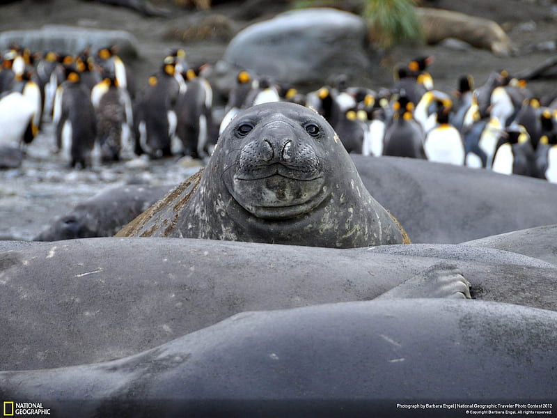 elephant seals-National Geographic, HD wallpaper