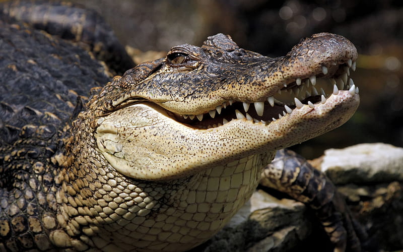crocodile, face, animal, reptile, HD wallpaper