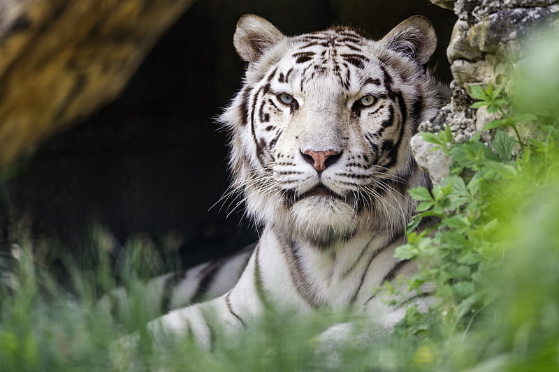 white tigress, tiger, pose, big cat, predator, HD wallpaper