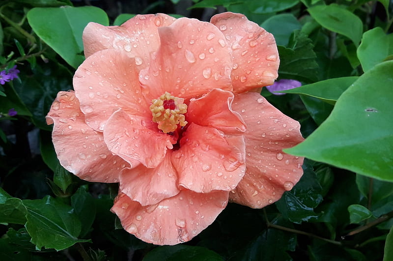 Hibiscus, kk-3, flowers, clorredish, HD wallpaper