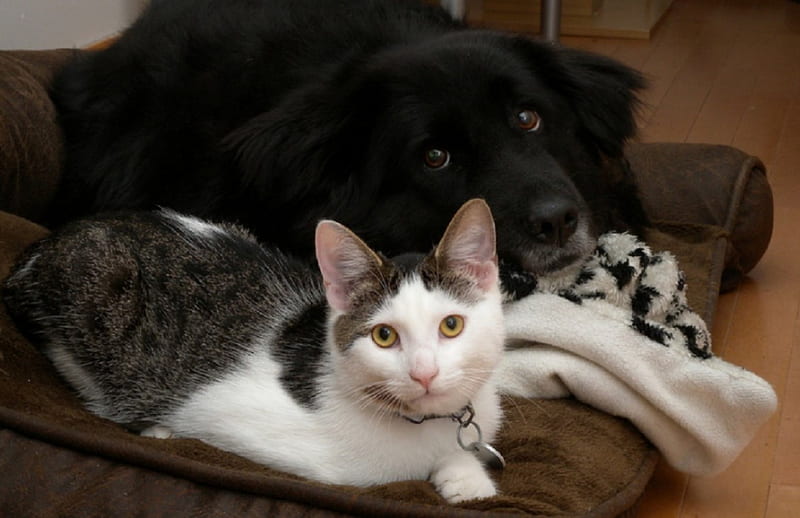 best friends forever, beautiful cat, black dog, happy, together, HD wallpaper