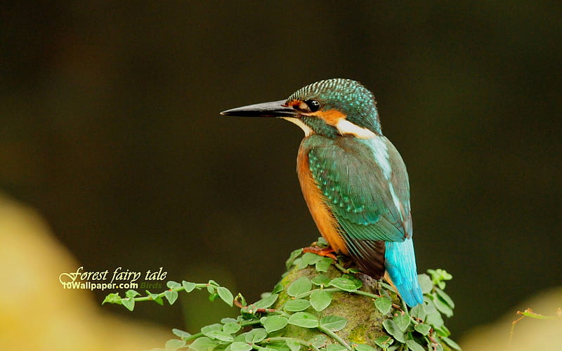 Look sad Kingfisher-Kingfisher woods, HD wallpaper