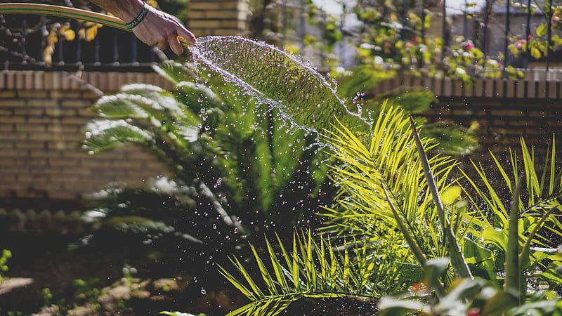 person holding garden hose while watering plant, HD wallpaper