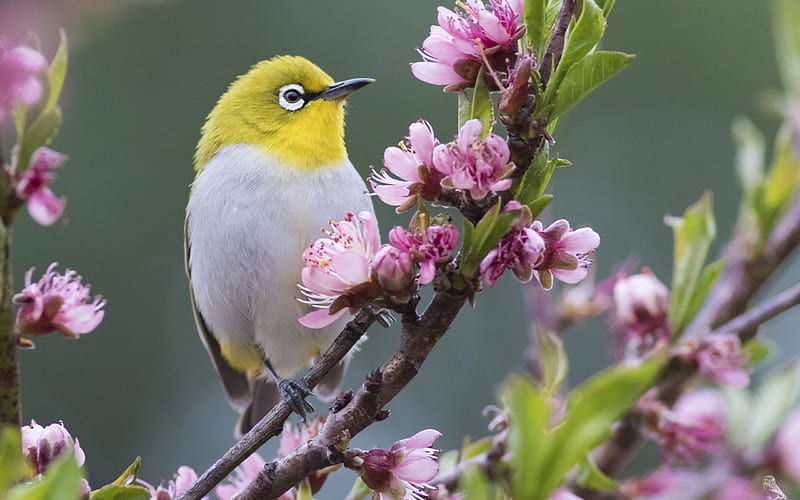 Japanese White-Eye bird, cherry, japanese white eye, blossom, bird, yellow, pasari, pink, HD wallpaper