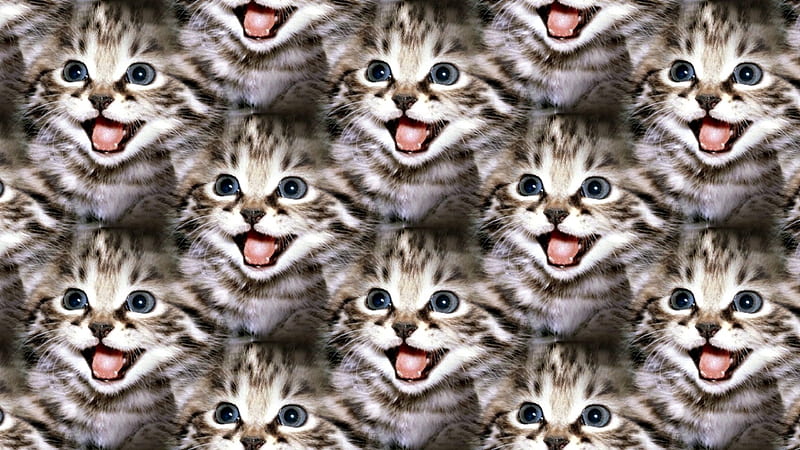 Kitten texture, texture, paper, cat, kitten, pink, tongue, animal, HD wallpaper