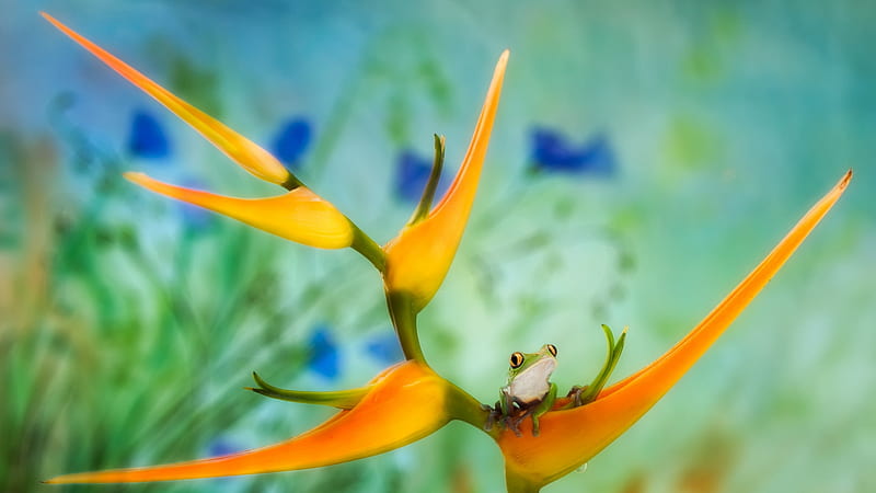Frog, broasca, green, orange, flower, blue, strelitzia, HD wallpaper