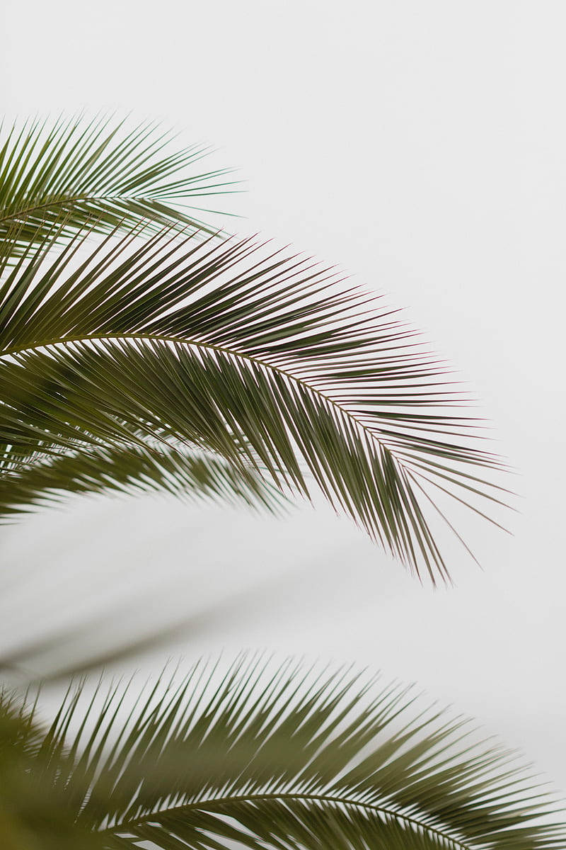 palm, branch, leaves, carved, minimalism, HD phone wallpaper