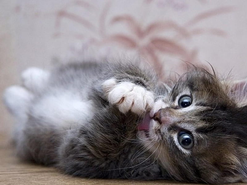 Little devil, cute, kitty, bonito, cat, baby, sweet, HD wallpaper