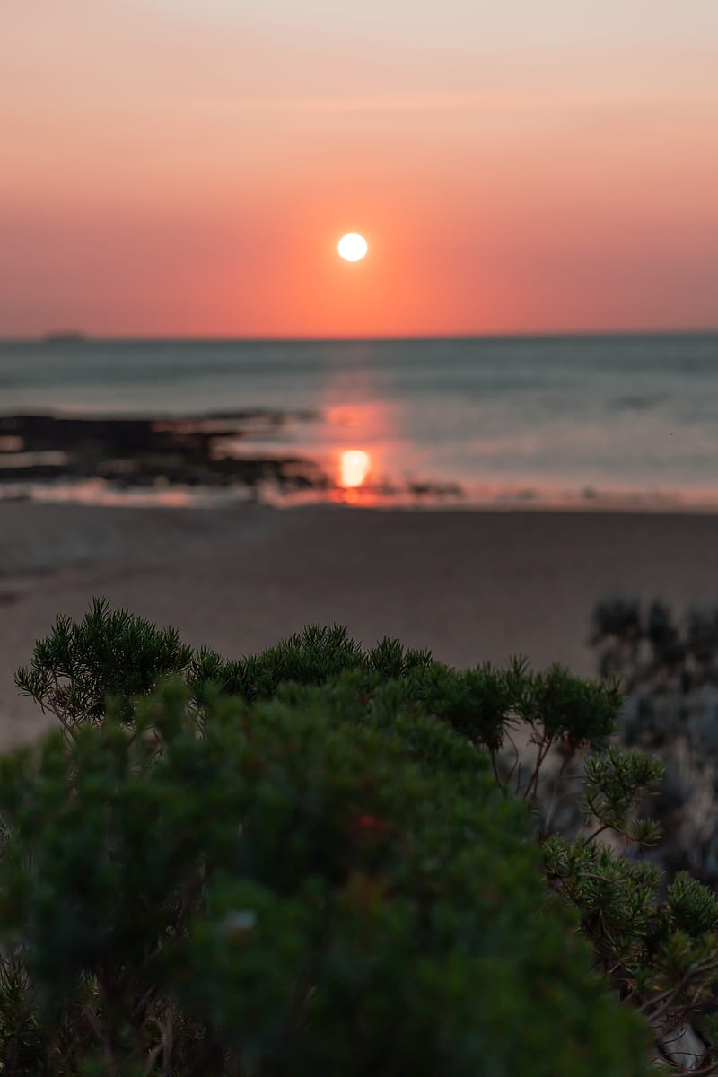 green plants near sea during sunset, HD phone wallpaper