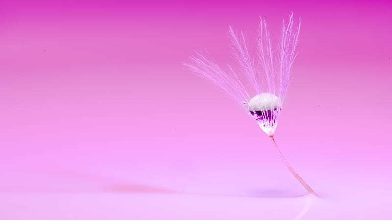 Purple and White Flower, HD wallpaper | Peakpx