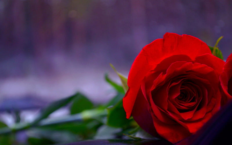 RED ROSE, red, close up, rose, nature, petals, HD wallpaper | Peakpx