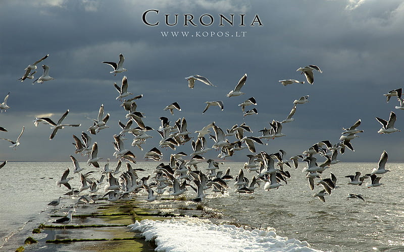 Seagulls migration in Curonia, migration, haff, tern, kurische, kopos, curonia, birds, curonian, seagull, spit, lagune, nehrung, HD wallpaper