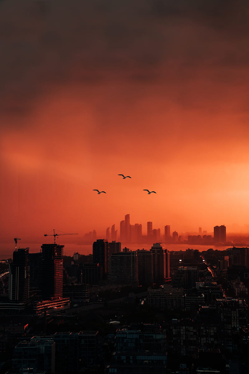 city, sunset, aerial view, dusk, buildings, birds, HD phone wallpaper